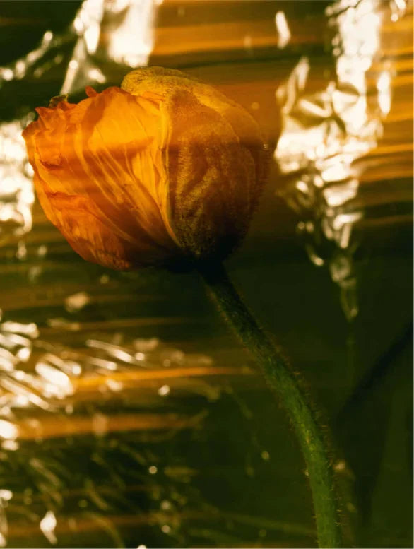 Auvine Zuiverheid Collectie – zuiverende huidverzorging voor een frisse, heldere teint